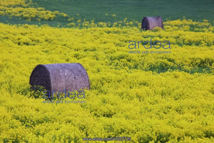  : Latvia, Northeastern Latvia, Vidzeme Region