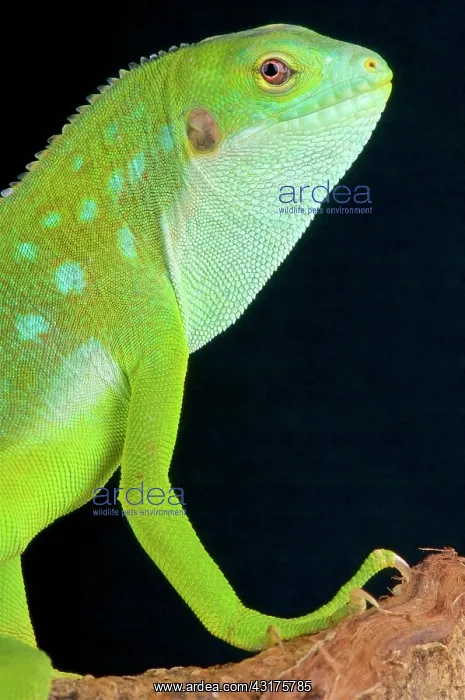 : Lau banded iguana (Brachylophus fasciatus), Fiji : Lau banded iguana (Brachylophus fasciatus), Fiji