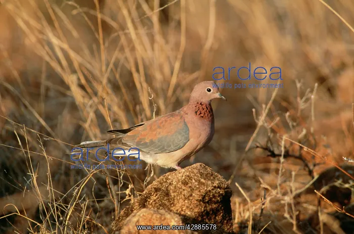  : LAUGHING DOVE