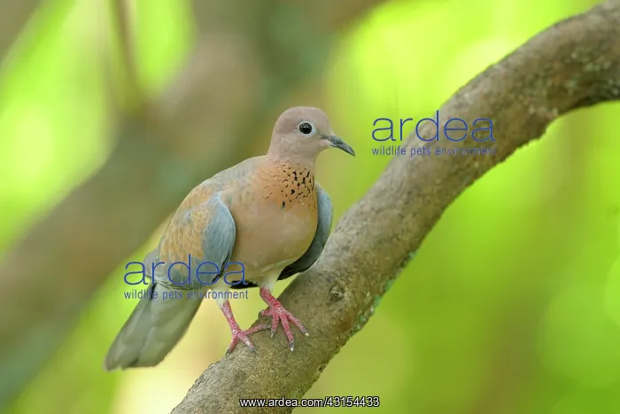 : Laughing Dove : Laughing Dove