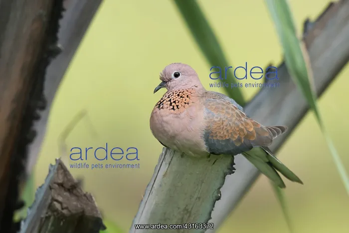 : Laughing Dove : Laughing Dove