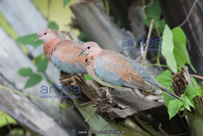 : Laughing Dove : Laughing Dove