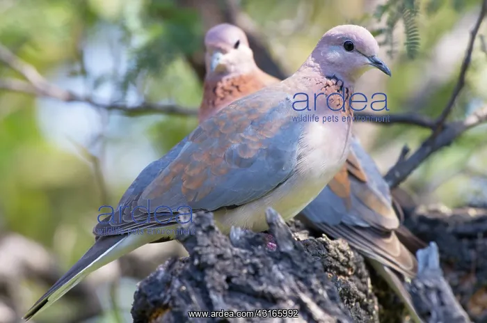 : Laughing Dove : Laughing Dove