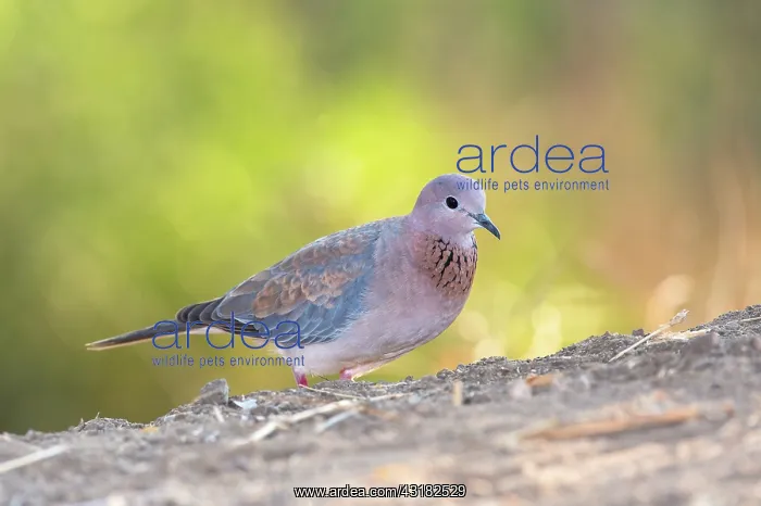 : Laughing dove : Laughing dove