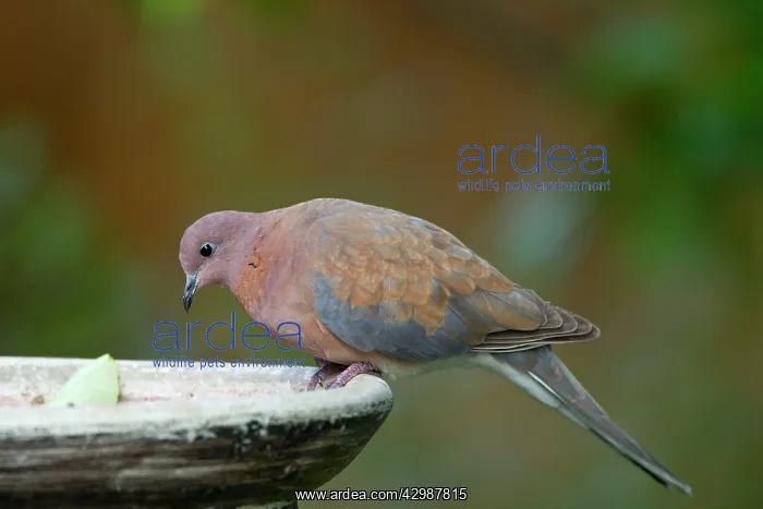 : Laughing Dove - in breeding plumage drinking from bird bath : Laughing Dove - in breeding plumage drinking from bird bath