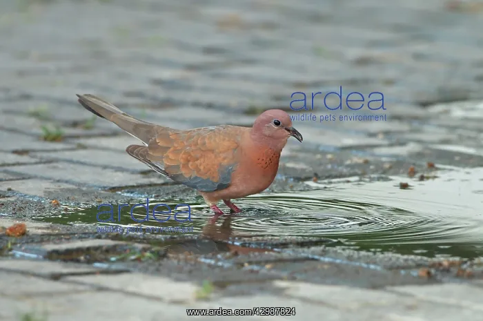 : Laughing Dove - in breeding plumage drinking from puddle : Laughing Dove - in breeding plumage drinking from puddle