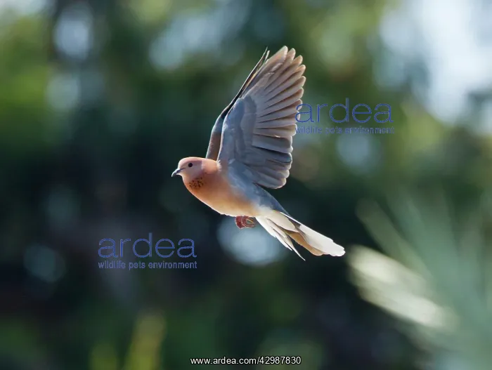 : Laughing Dove - in flight : Laughing Dove - in flight