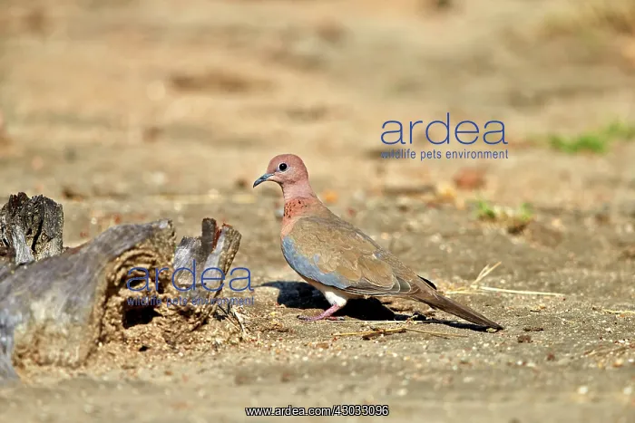 : Laughing Dove male : Laughing Dove male