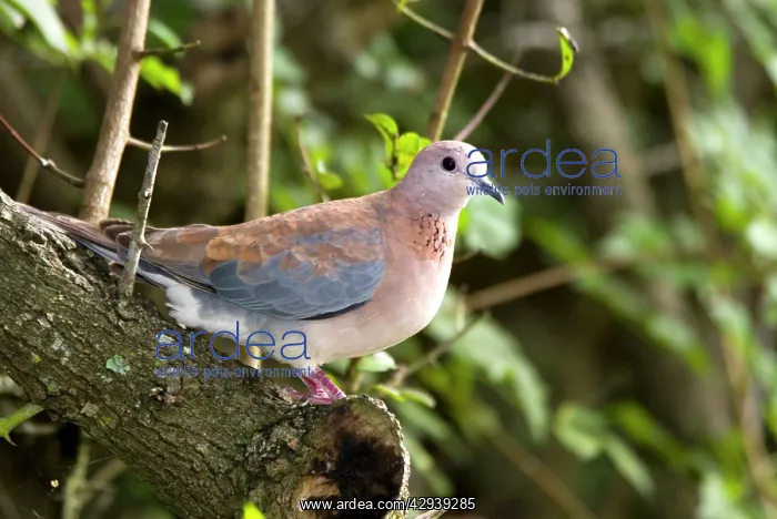 : Laughing Dove - on perch : Laughing Dove - on perch