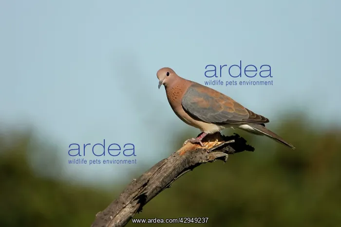 : Laughing Dove - Perched on fallen tree : Laughing Dove - Perched on fallen tree