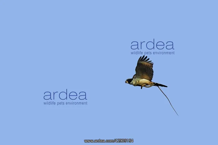 : Laughing Falcon : Laughing Falcon