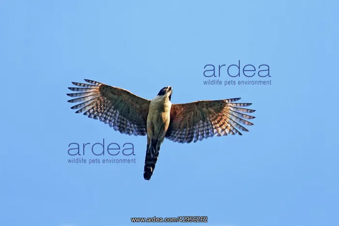 : Laughing Falcon in flight : Laughing Falcon in flight