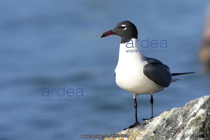 : Laughing Gull : Laughing Gull