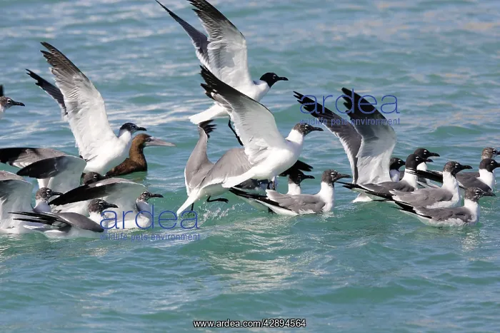  : Laughing Gull