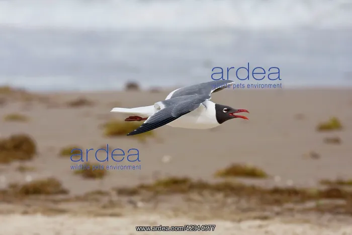 : Laughing Gull : Laughing Gull