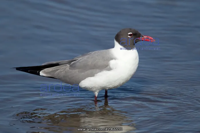 : Laughing Gull : Laughing Gull