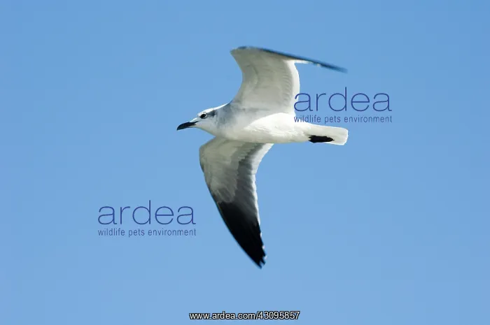 : Laughing Gull : Laughing Gull