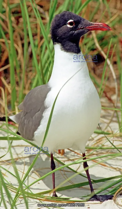 : Laughing Gull : Laughing Gull