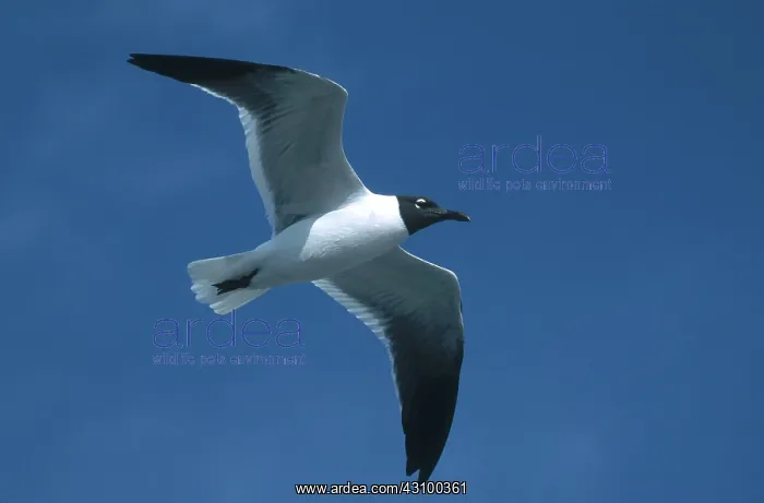 : Laughing Gull : Laughing Gull