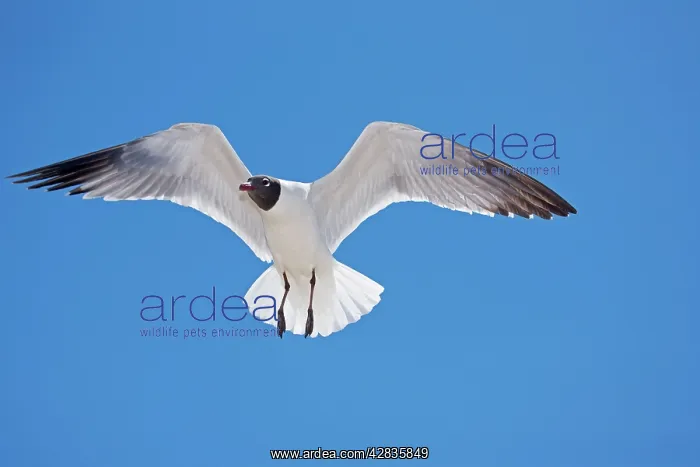 : Laughing Gull - Adult in Breeding Plumage : Laughing Gull - Adult in Breeding Plumage