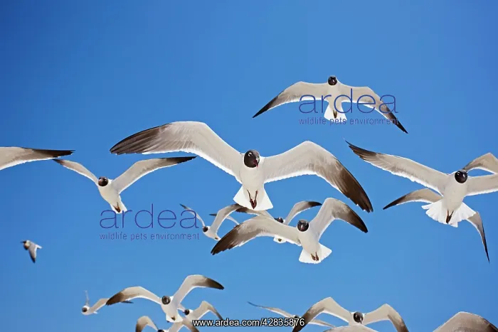 : Laughing Gull - Adult in Breeding Plumage : Laughing Gull - Adult in Breeding Plumage