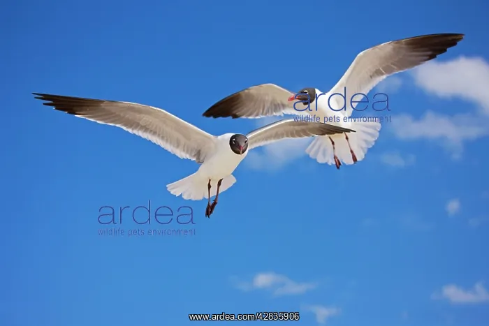 : Laughing Gull - Adult in Breeding Plumage : Laughing Gull - Adult in Breeding Plumage