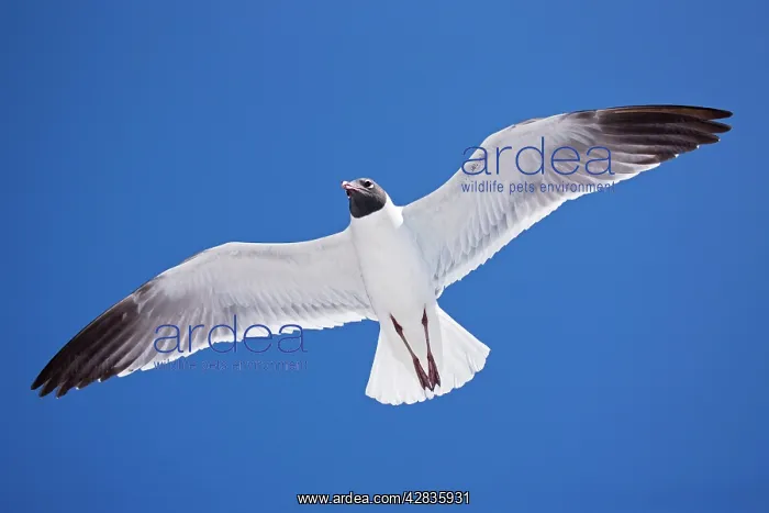 : Laughing Gull - Adult in Breeding Plumage : Laughing Gull - Adult in Breeding Plumage
