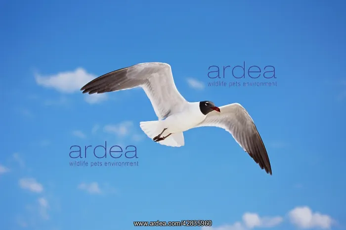  : Laughing Gull - Adult in Breeding Plumage