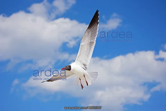 : Laughing Gull - Adult in Breeding Plumage : Laughing Gull - Adult in Breeding Plumage