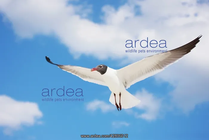 : Laughing Gull - Adult in Breeding Plumage : Laughing Gull - Adult in Breeding Plumage