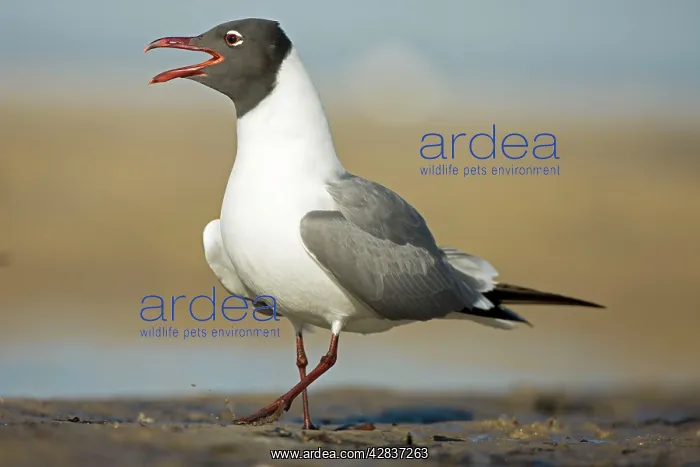 : Laughing Gull - Adult in Breeding Plumage Calling : Laughing Gull - Adult in Breeding Plumage Calling