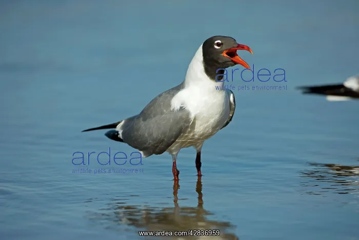 : Laughing Gull - Adult in Breeding Plumage - Vocalizing : Laughing Gull - Adult in Breeding Plumage - Vocalizing