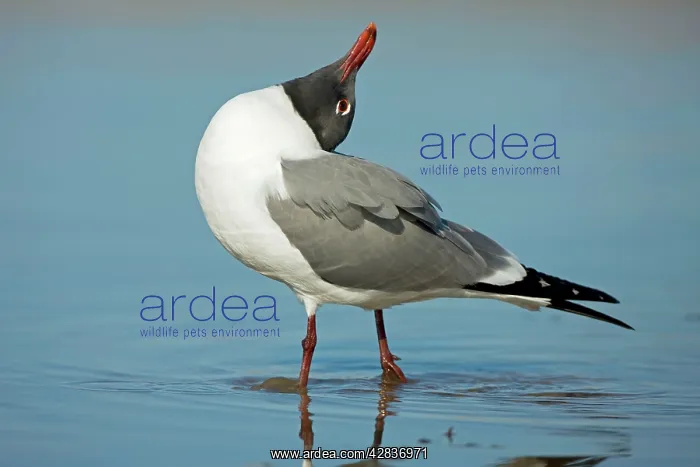: Laughing Gull - Adult in Breeding Plumage - Vocalizing : Laughing Gull - Adult in Breeding Plumage - Vocalizing