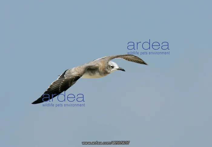 : Laughing Gull - Autumn : Laughing Gull - Autumn