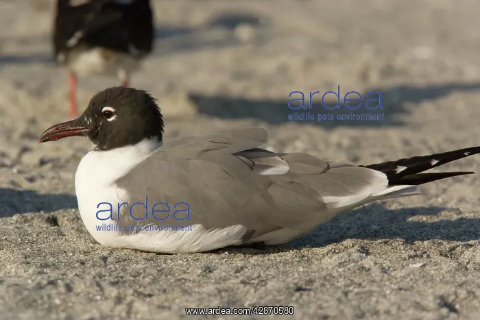 : Laughing Gull - in breeding plumage on beach : Laughing Gull - in breeding plumage on beach