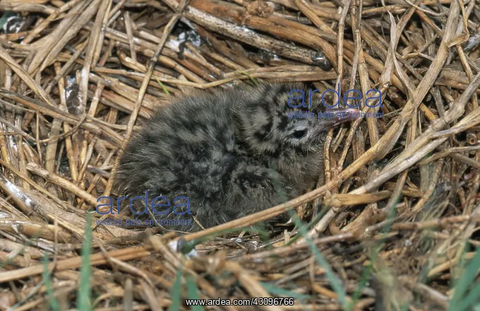 : Laughing Gull Chick : Laughing Gull Chick
