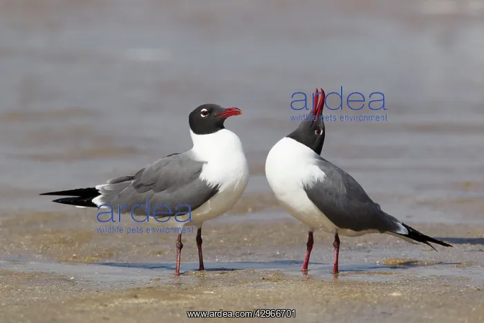 : Laughing Gull - courtship behaviour : Laughing Gull - courtship behaviour