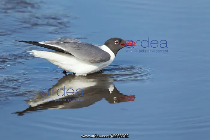 : Laughing Gull - drinking : Laughing Gull - drinking