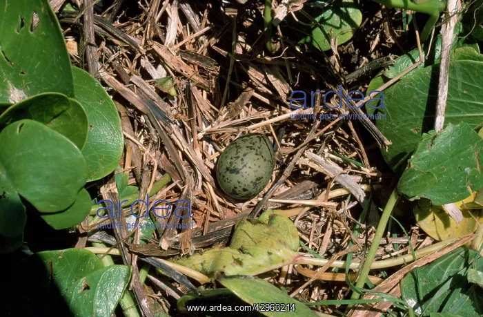 : Laughing Gull - egg in nest : Laughing Gull - egg in nest