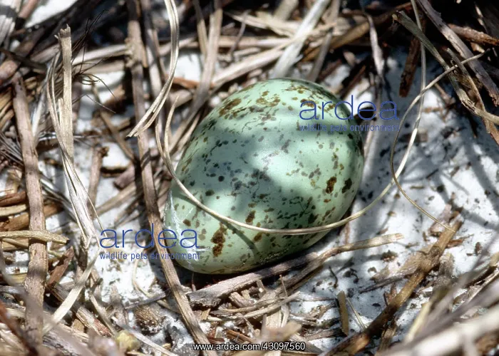 : Laughing Gull Egg in Nest : Laughing Gull Egg in Nest