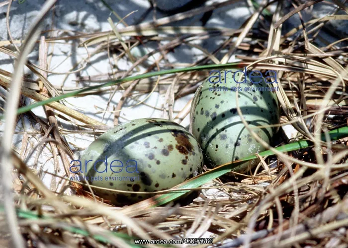 : Laughing Gull Eggs : Laughing Gull Eggs
