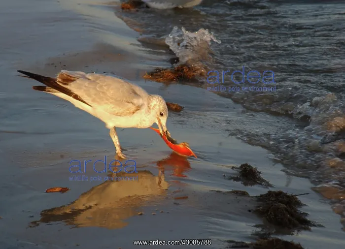 : Laughing gull feeding : Laughing gull feeding
