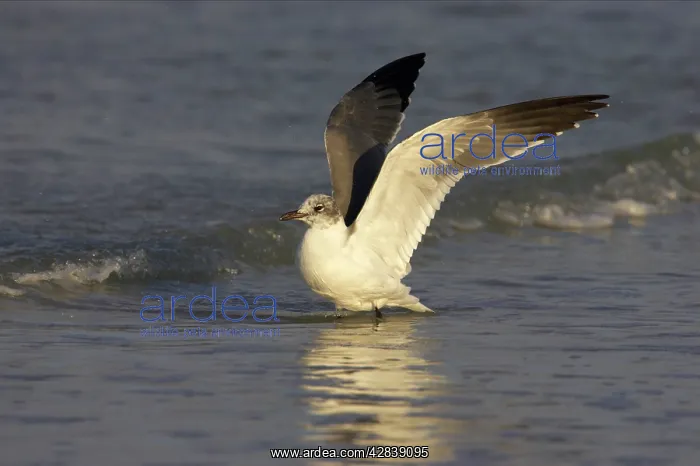 : Laughing Gull - flapping wings : Laughing Gull - flapping wings