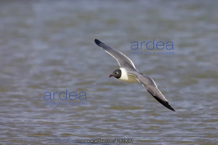 : Laughing Gull - in flight : Laughing Gull - in flight