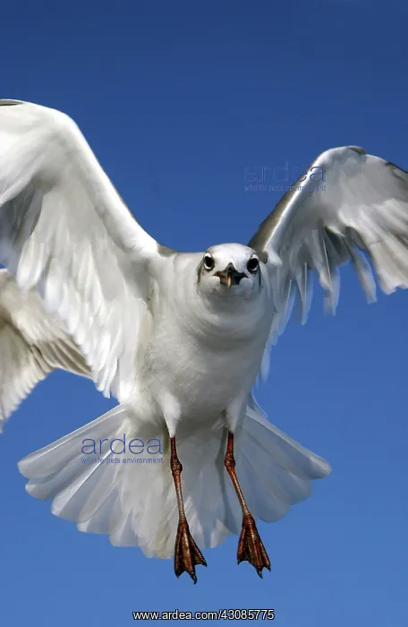 : Laughing gull in flight : Laughing gull in flight