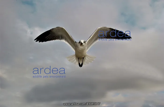 : Laughing gull in flight : Laughing gull in flight