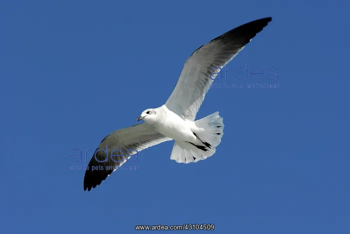 : Laughing Gull In Flight : Laughing Gull In Flight