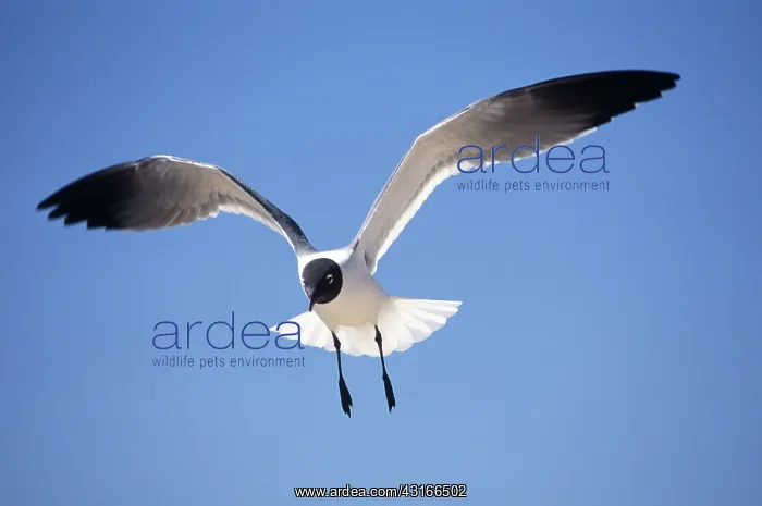 : Laughing Gull in flight : Laughing Gull in flight
