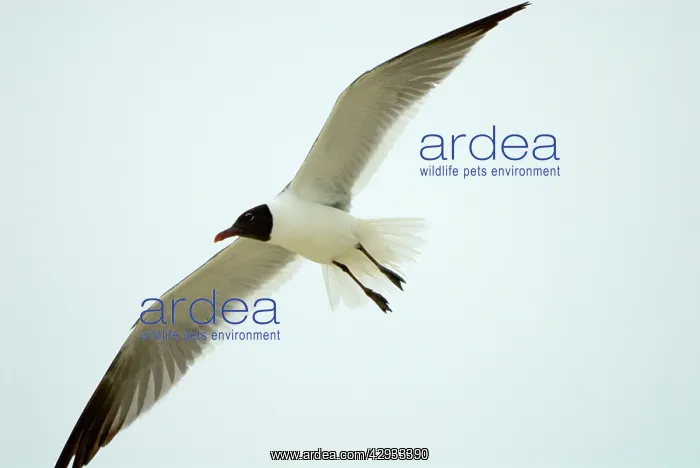 : Laughing Gull in flight, adult plumage : Laughing Gull in flight, adult plumage