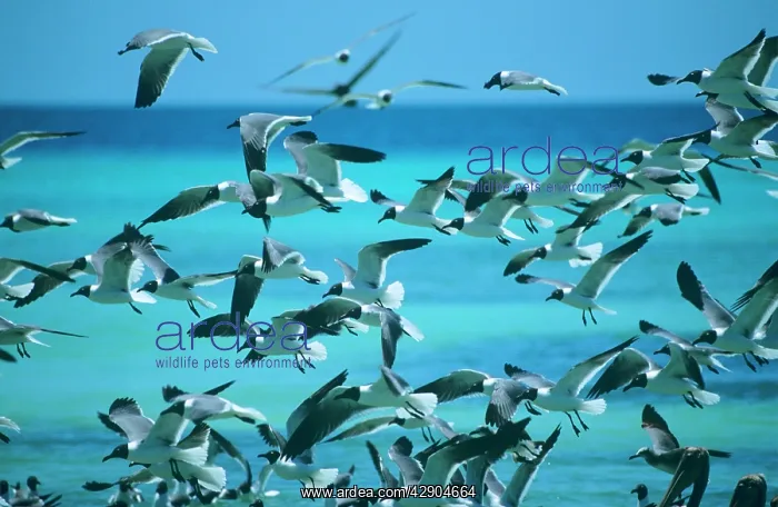 : Laughing GULL- in flight over water : Laughing GULL- in flight over water